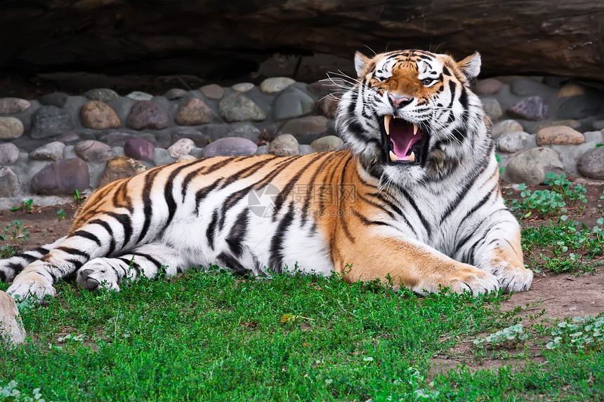 老虎愤怒丛林食肉侵略荒野捕食者危险动物园野猫野生动物图片