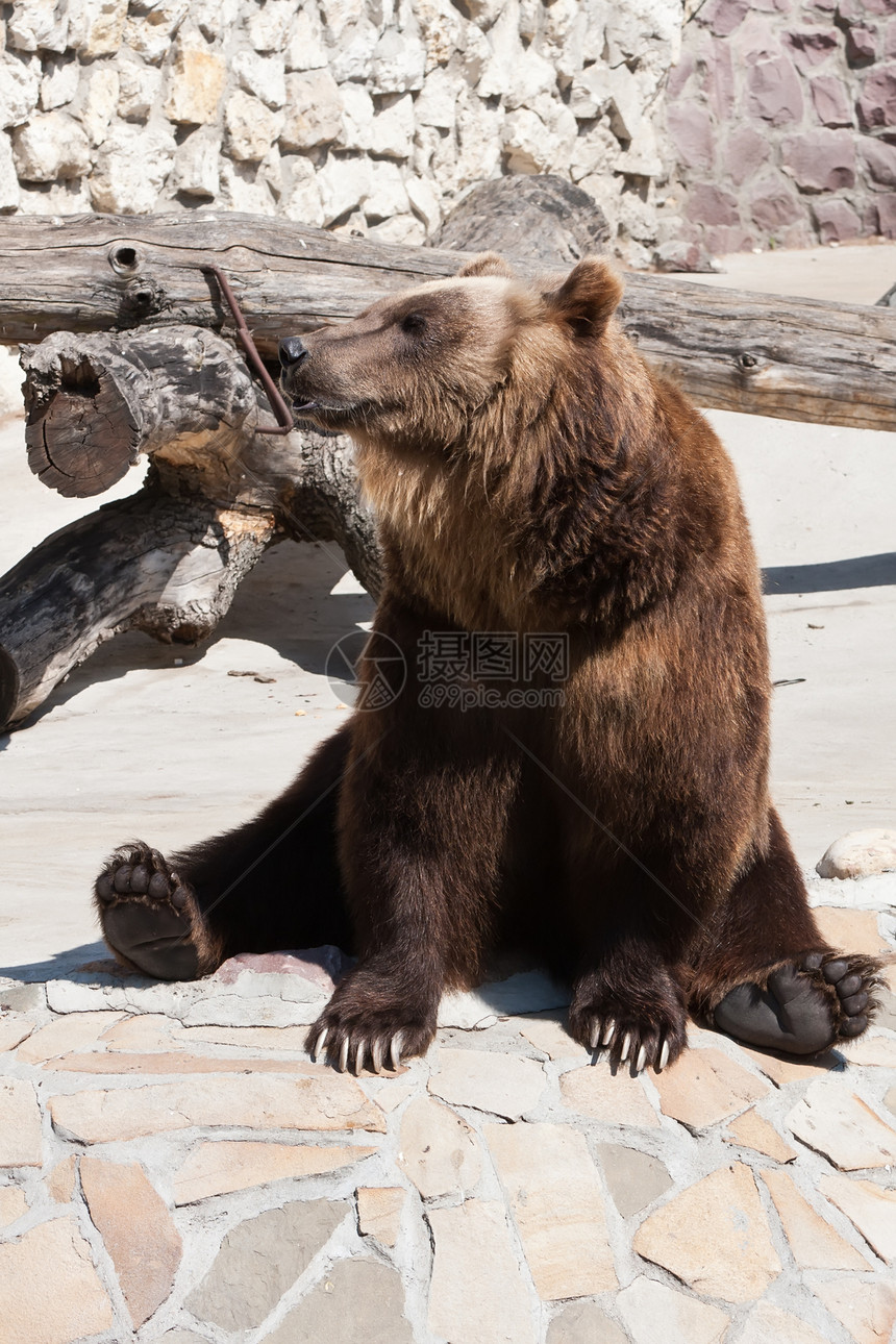 熊动物园动物危险野生动物爪子力量牙齿哺乳动物男性荒野图片