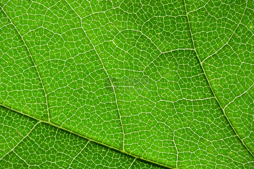 绿叶叶生长活力植物学静脉细胞环境植物生活植物群生态图片