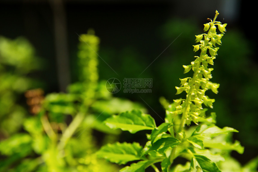 圣香花图片