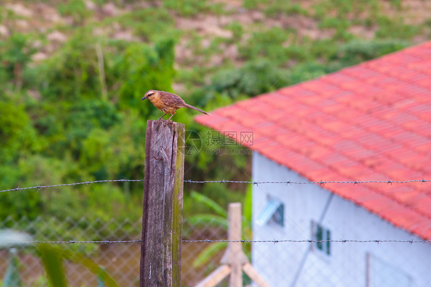 鸟在篱笆上野生动物农家生活栅栏前景摄影水平外观动物群结构图片