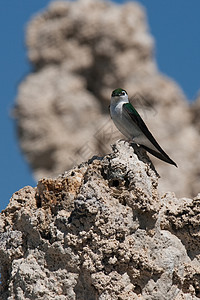 鸟儿在岩层上背景图片