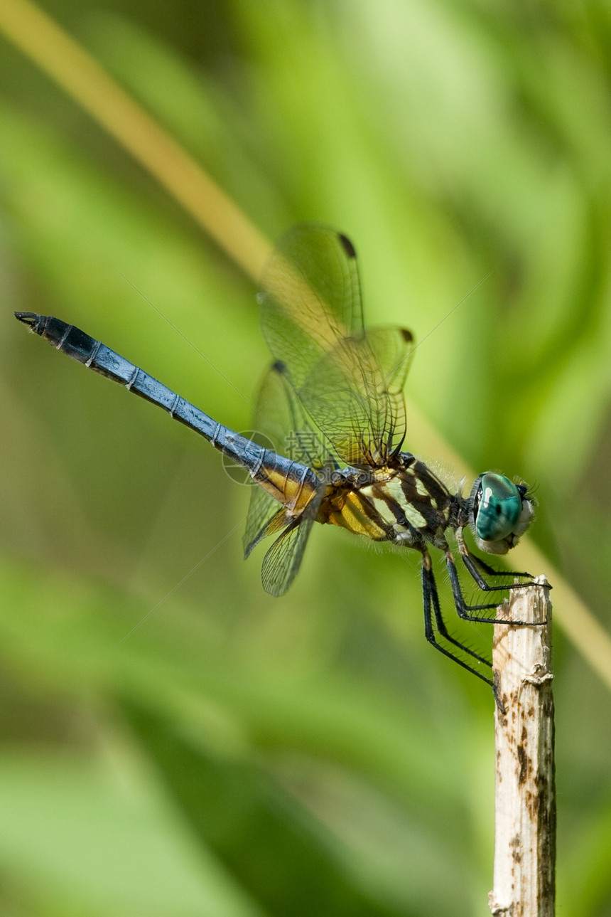 蓝昆虫条纹绿色异翅目晴天蓝色蜻蜓阳光图片