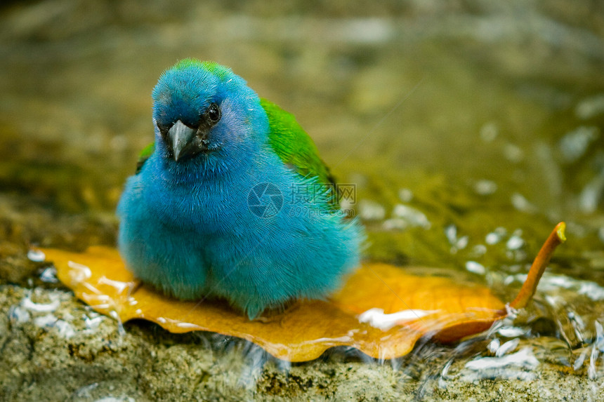 蓝鸟洗澡图片