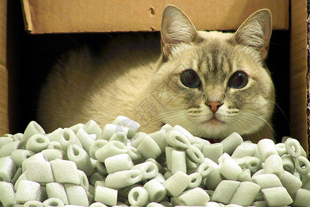 猫从纸盒里出来背景图片