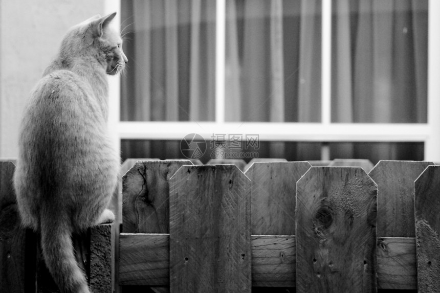 猫在栅栏上猫科家畜动物安全宠物黑与白哺乳动物房子木头水平图片