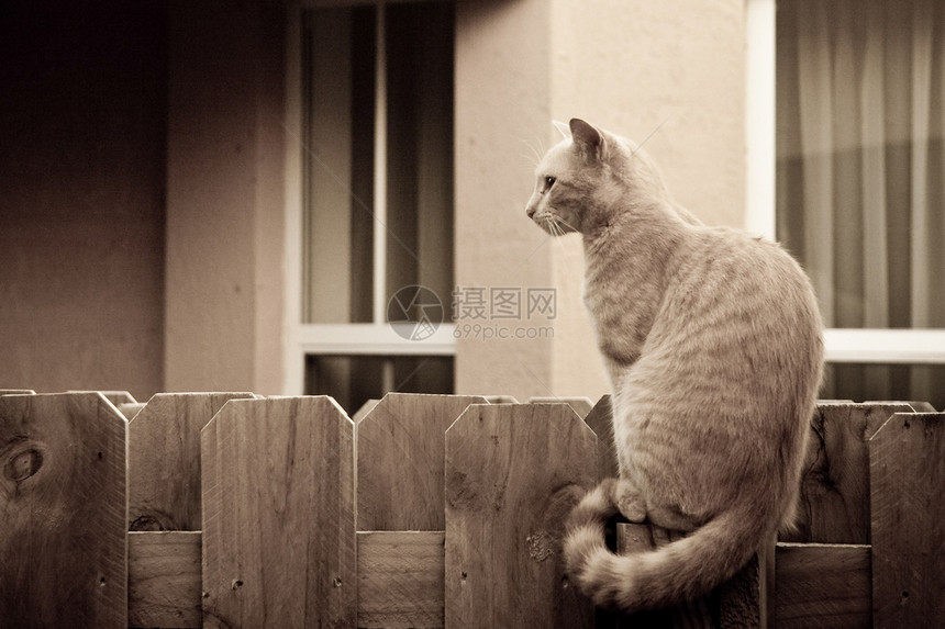 猫在栅栏上动物安全水平房子猫科木头棕色家畜宠物哺乳动物图片