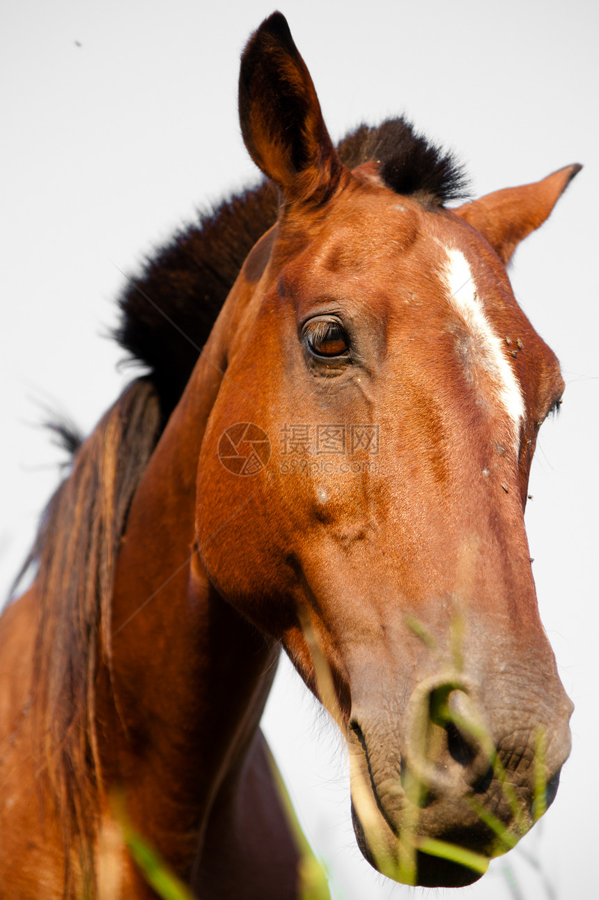 一匹马的近身食草工作兽面兽头动物家畜哺乳动物草食性摄影棕色图片