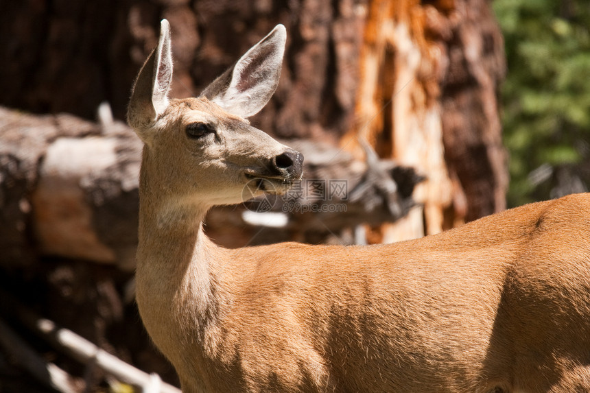 森林中的鹿主题动物哺乳动物生命阳光警觉动物群前景野外动物水平图片