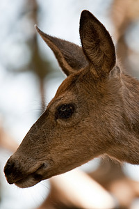 鹿类肖像农村鹿科女性警报野生动物耳朵动物反刍动物背景图片