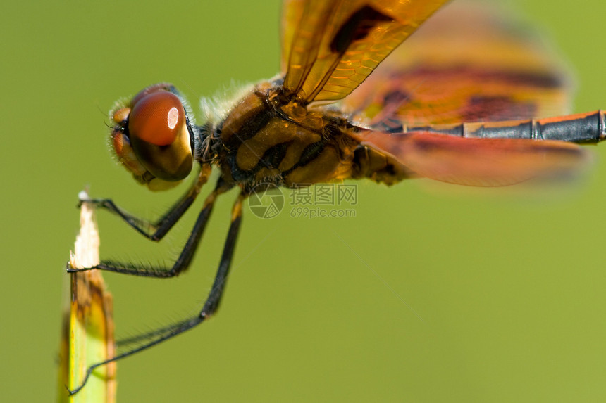 龙飞在植物上植物群动物昆虫绿色眼睛化合物翅膀宏观蜻蜓外生图片