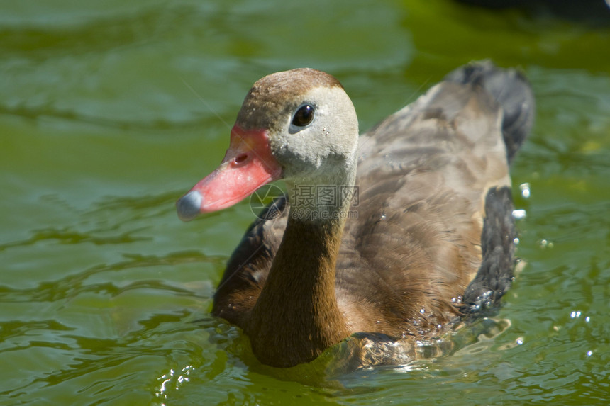 鸭子野生动物鸟类游泳水平水鸟生活摄影水面主题动物群图片