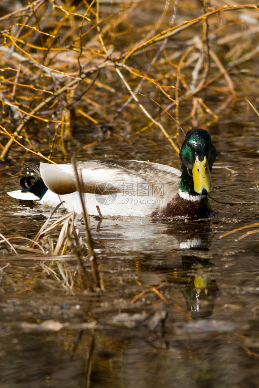 躲在湖中水鸟动物摄影植物野生动物鸭子野外动物动物群主题生活图片