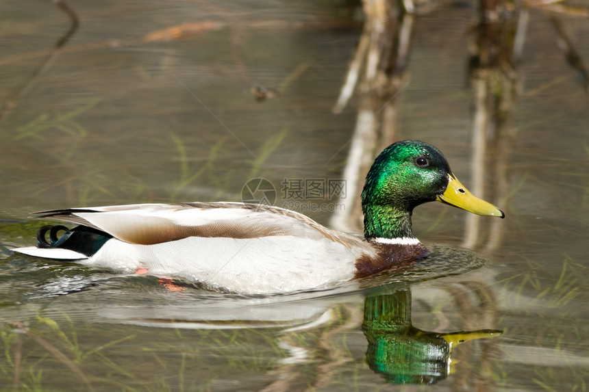 躲在湖中鸭子野外动物野生动物水鸟动物主题摄影水平生活鸟类图片