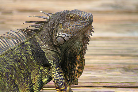 绿伊瓜纳蜥蜴脊柱动物荒野自然鬣蜥爬虫绿色背景图片