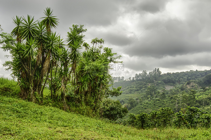 哥斯达黎加 风景天空咖啡远景叶子农场种植园绿色热带环境丘陵图片
