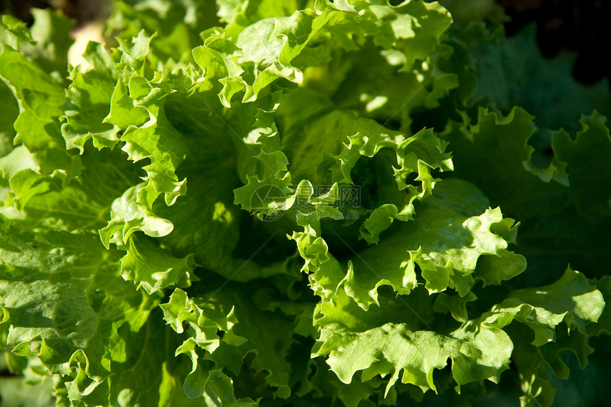 生菜叶光合作用蔬菜食物绿色沙拉叶子植物太阳生长树叶图片