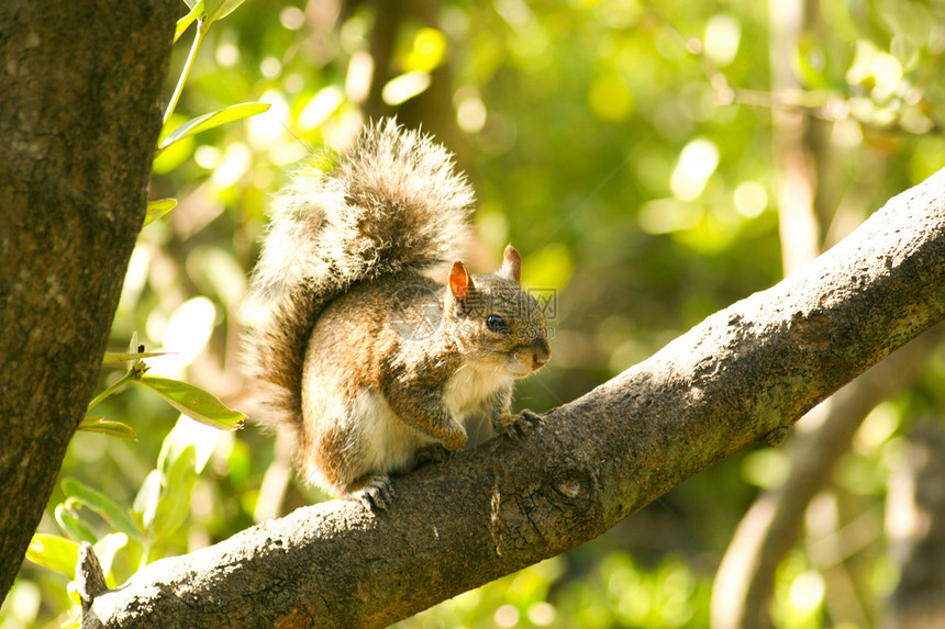 树上的小松松鼠生命阳光森林视图摄影动物风景乐趣低角度野外动物图片