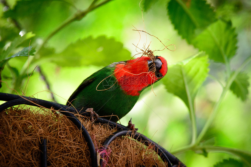 鹦鹉座生活鹦雀鸟类植物野生动物水平叶子野外动物雀科主题图片