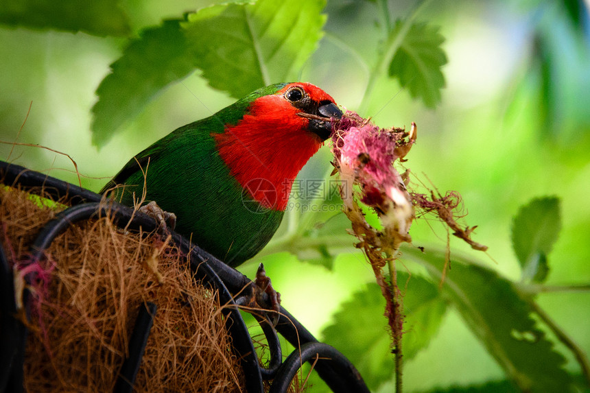 鹦鹉座叶子生活鹦雀植物摄影鸟类动物雀科主题水平图片