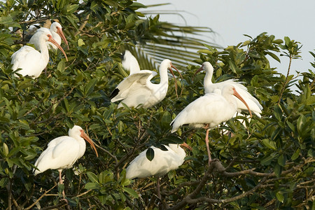 戴德县菲律宾人飞行动物群摄影鸟类鸟群羽毛生活野生动物翅膀野外动物背景