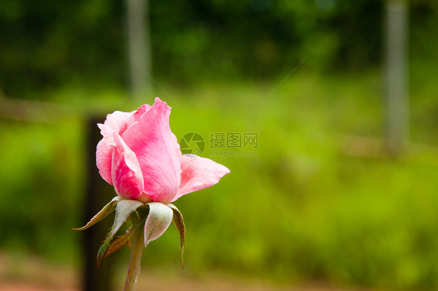 粉红玫瑰前景花头脆弱性水平摄影植物学生命植物粉色生长图片