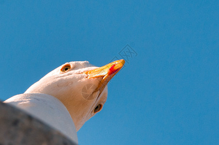 海鸥主题动物码头海鸟视图生命野外动物水平动物群鸟类高清图片