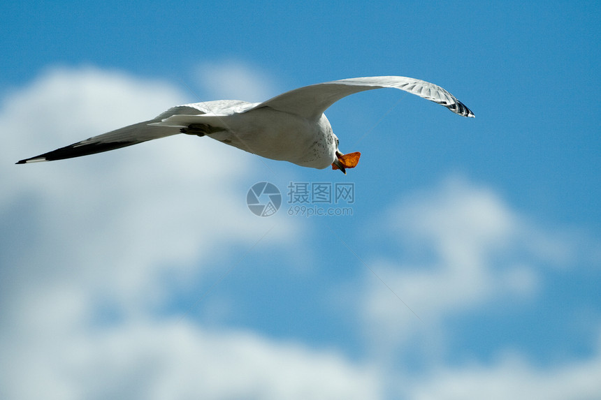 正在飞行的海鸥鸟动物优美翅膀蓝色海鸟天空图片