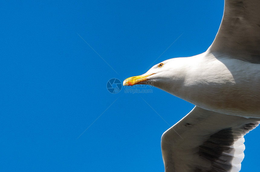 海鸥飞行低角度野外动物鸟类主题动物群野生动物摄影码头翅膀蓝色图片