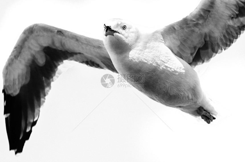 海鸥飞行鸟类码头水平视图生活野外动物主题黑与白野生动物动物群图片