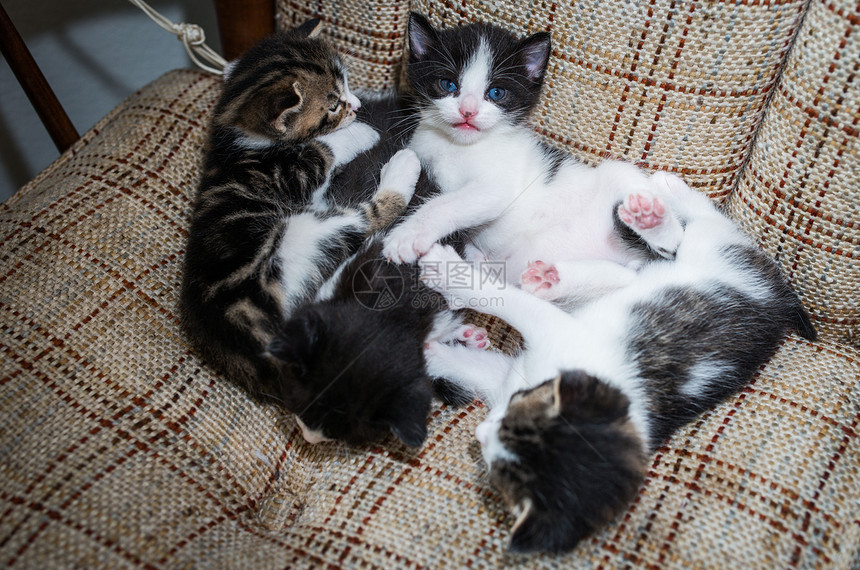 许多猫在沙发上放松眼睛注意力宠物爪子婴儿黑色兄弟拥抱头发长椅图片