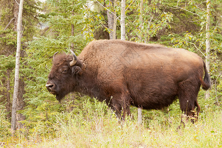 Bison 野牛在Habascae放牧高清图片