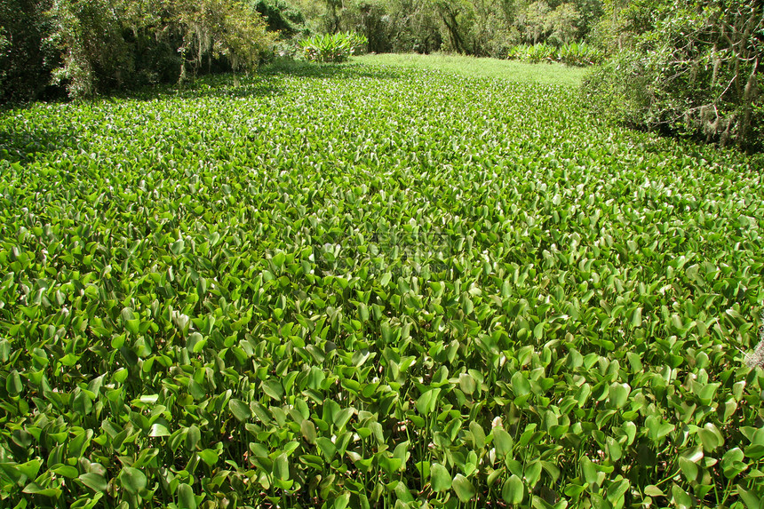 水植被绿色叶子水平免版税沼泽植物风景阳光树叶图片