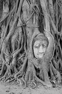 泰国Banyan树的佛像头雕像宗教寺庙背景图片