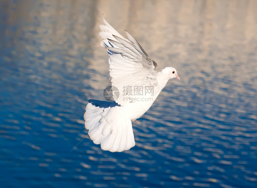 白鸽航班白色动物空气羽毛自由翅膀希望图片