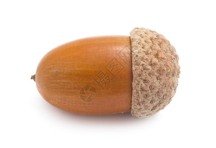 橡果白色植物学棕色食物种子季节性季节生长帽子坚果背景图片