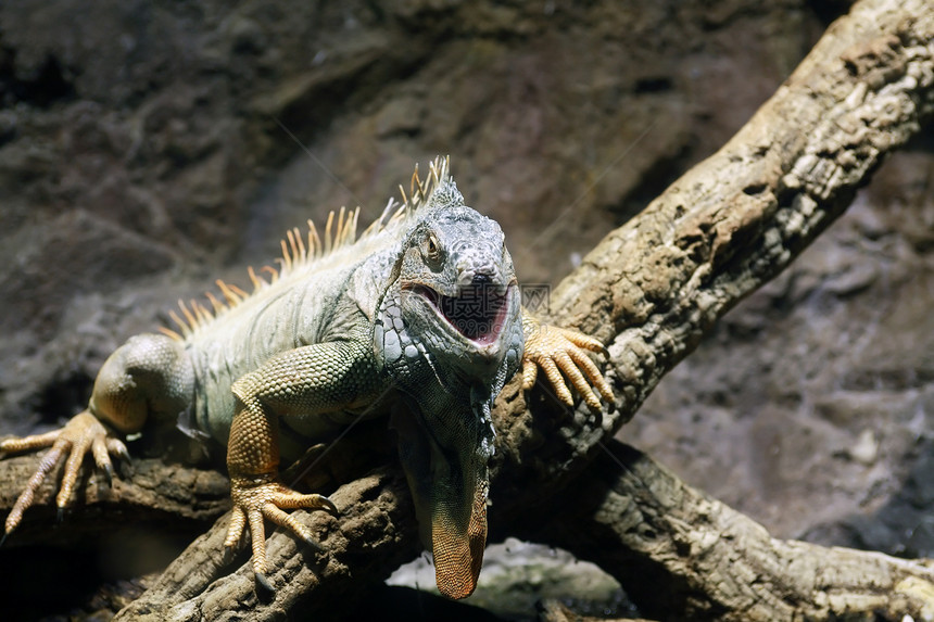 Iguana On 树图片