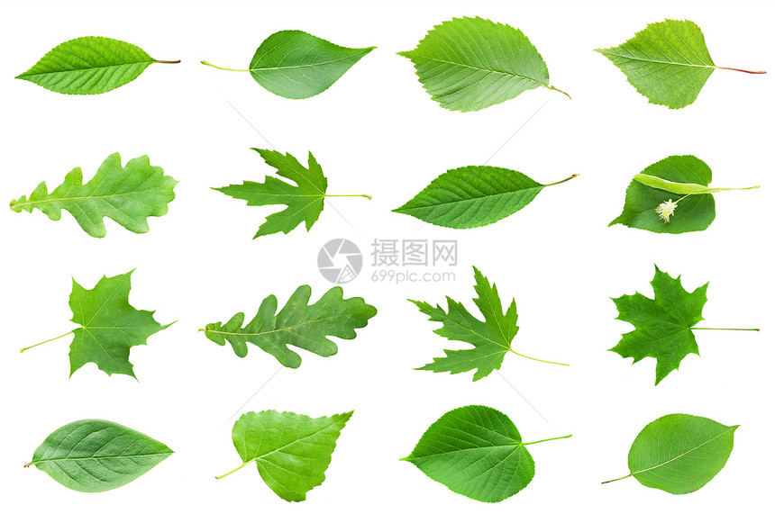 绿假白色生活生长叶子植物学植物群花园植物宏观环境图片