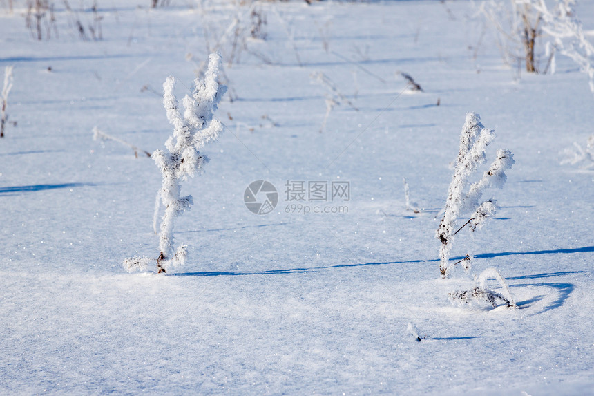 下雪时 青草被冰冻的霜覆盖灌木太阳白色新年树枝场地强光天空小路脚印图片