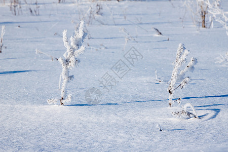 下雪时 青草被冰冻的霜覆盖灌木太阳白色新年树枝场地强光天空小路脚印背景图片