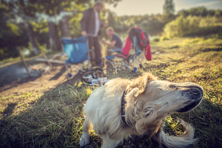 室外拉布拉多金子猎犬动物哺乳动物猎人宠物打猎棕色野生动物男性图片