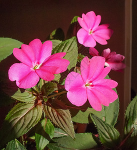 凤仙花新几内亚花植物植物群花朵紫色植被家庭岛屿粉色高清图片