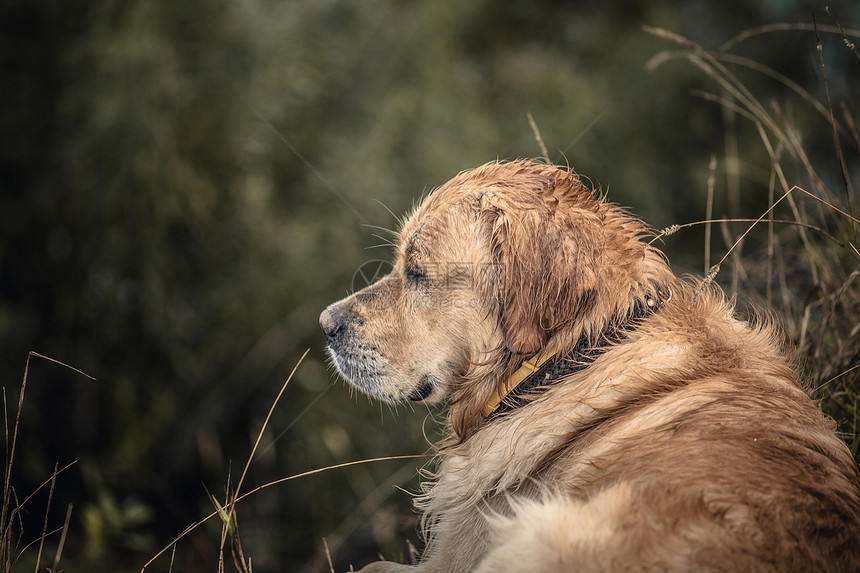 室外拉布拉多毛皮宠物猎犬好奇心金子棕色哺乳动物男性猎人野生动物图片