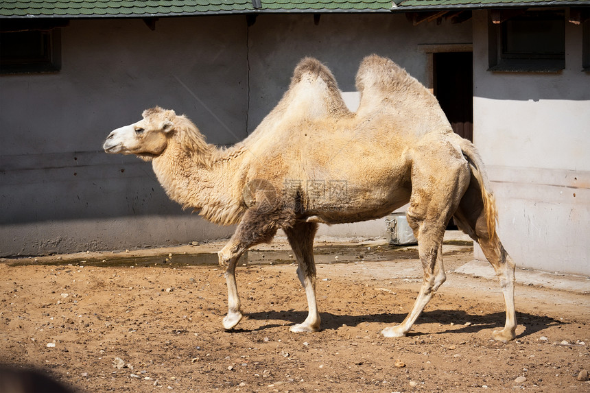 骆驼白色单峰动物园棕色野生动物荒野旅行哺乳动物沙漠驼峰图片