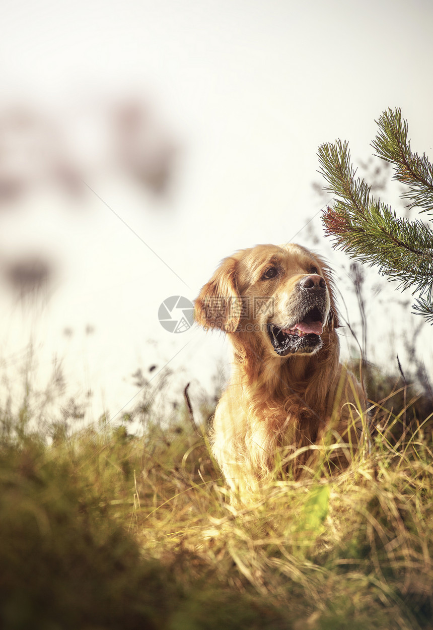 室外拉布拉多棕色动物男性毛皮打猎金子猎犬宠物野生动物哺乳动物图片