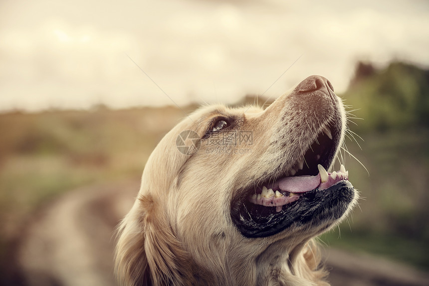 室外拉布拉多猎犬宠物男性金子毛皮动物哺乳动物打猎野生动物猎人图片