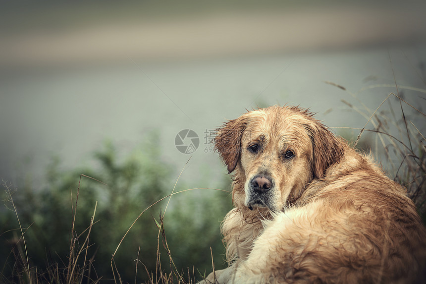 室外拉布拉多宠物好奇心猎犬毛皮棕色金子动物猎人野生动物打猎图片