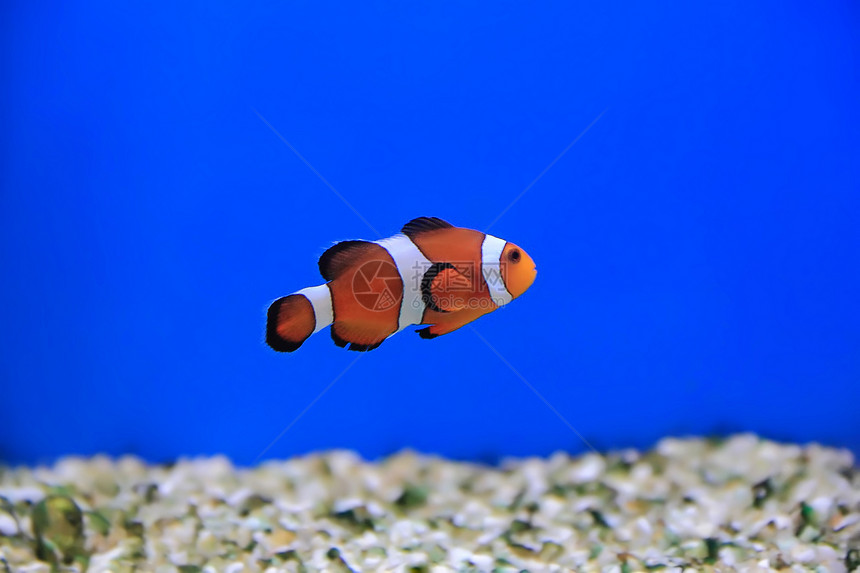 小丑鱼白色橙子海葵红色宠物水族馆单眼皮盐水条纹臭鼬图片