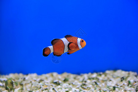 小丑鱼白色橙子海葵红色宠物水族馆单眼皮盐水条纹臭鼬背景图片