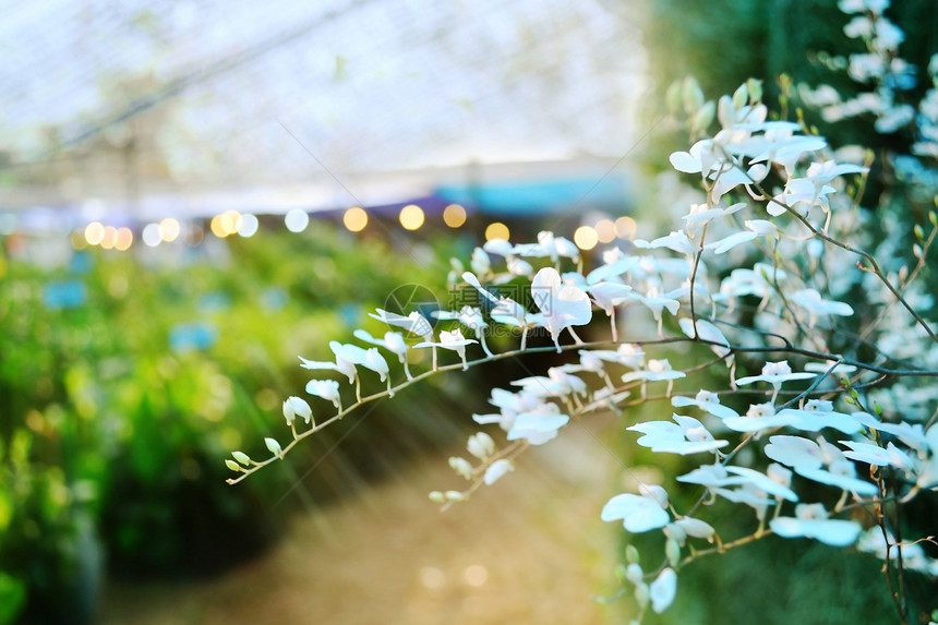 白兰花兰花植物群花瓣异国叶子热带绿色植物情调图片